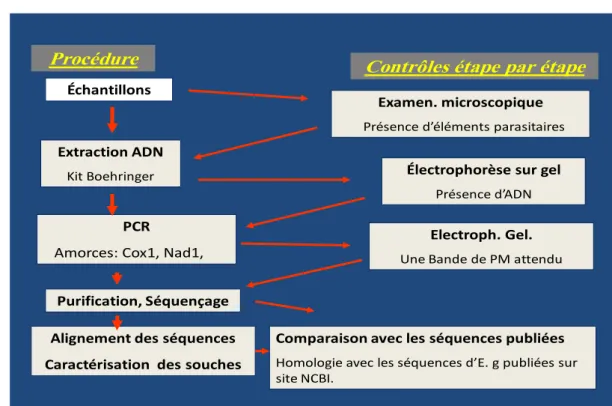 Figure 8. Différentes étapes de séquençage des souches d’ Echinococcus granulosus (original) 