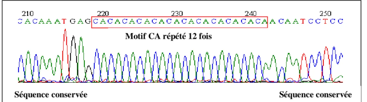 Figure 13. Représentation du tracé de l’EmsB (Maillard et al., 2009) 