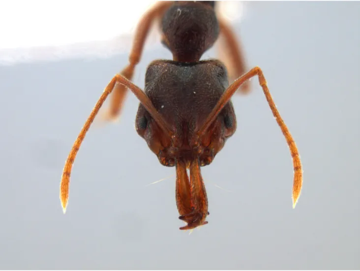 Figure 1. Trap- jaw ant Anochetus mayri (Formicidae: Ponerinae), a species with small nests native to  Mexico and distributed in the Neotropical and Transition zone of the country, occurring from sea level  to an elevation of ~1000 m
