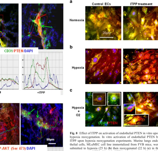 Fig. 8 Effect of ITPP on activation of endothelial PTEN in vitro upon hypoxia reoxygenation