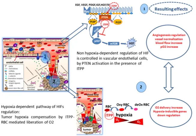 Fig. 10 Schematic outline of the proposed action of ITPP on HIFs regulation. 1 ITPP regulates angiogenesis by activating PTEN that inhibits PI3K action, AkT phosphorylation and mTOR actitivy towards HIF at the endothelial cell level