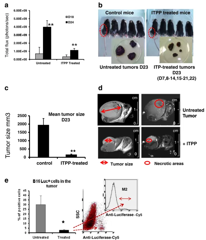 Fig. 1 ITPP reduces melanoma tumor growth and improves mice survival. a Effect of ITPP treatment on the kinetics of tumor growth measured by bioluminescence in treated and nontreated animals at days18 and 24