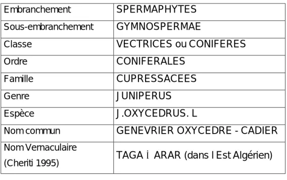 Tableau N°8  -  Taxonomie de Junipérus Oxycedrus  D’après Evans  (1989) 