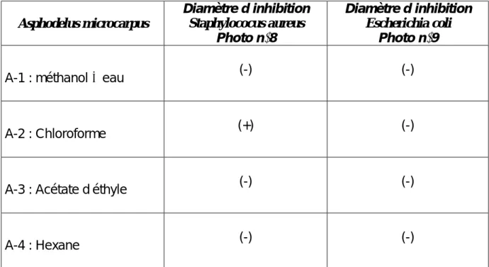 Tableau N°13  - Activité antibactérienne des extraits d’Asphodelus  microcarpus 