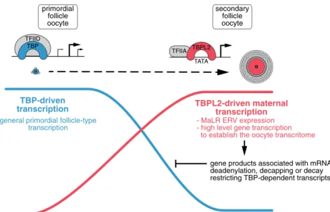 Fig. 7 Transcriptome overhaul controlled by TBPL2/TFIIA during oocyte growth. At the beginning of oocyte growth, the transcriptome in primordial and early primary follicles (blue cell) depends on TFIID/TBP (blue complex) transcription from broad promoters 
