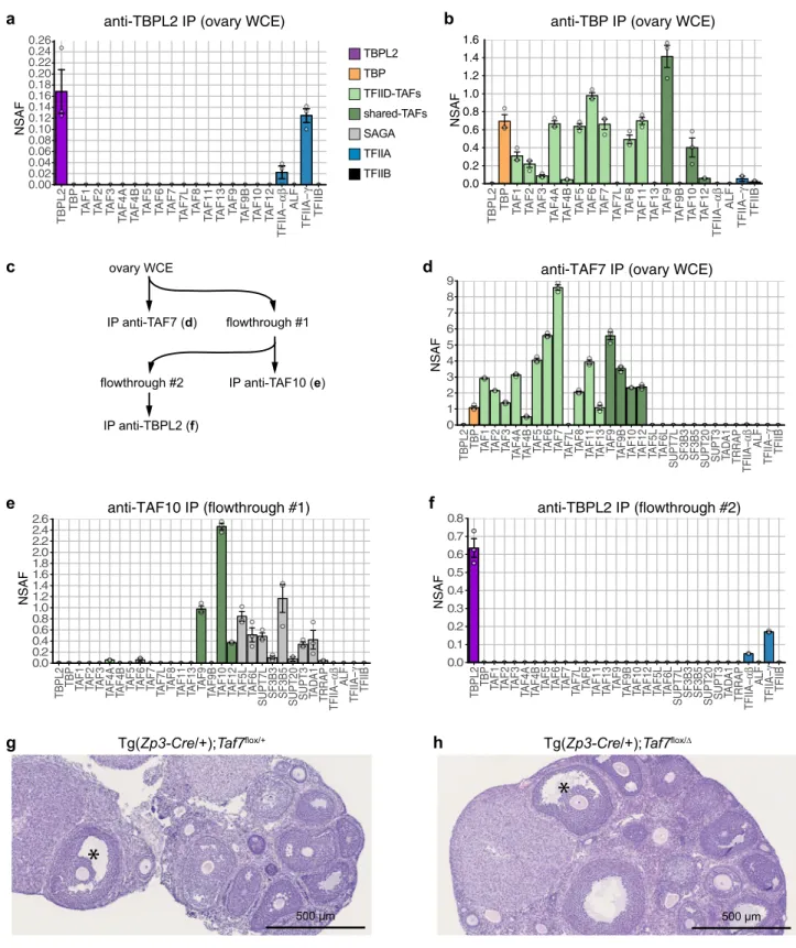 Fig. 1 TBPL2 does not assemble in a TFIID-like complex in growing oocytes. a Anti-TBPL2 immunoprecipitation followed by mass spectrometry (IP-MS) analysis from three biological replicates of mouse ovarian whole-cell extracts (WCE)