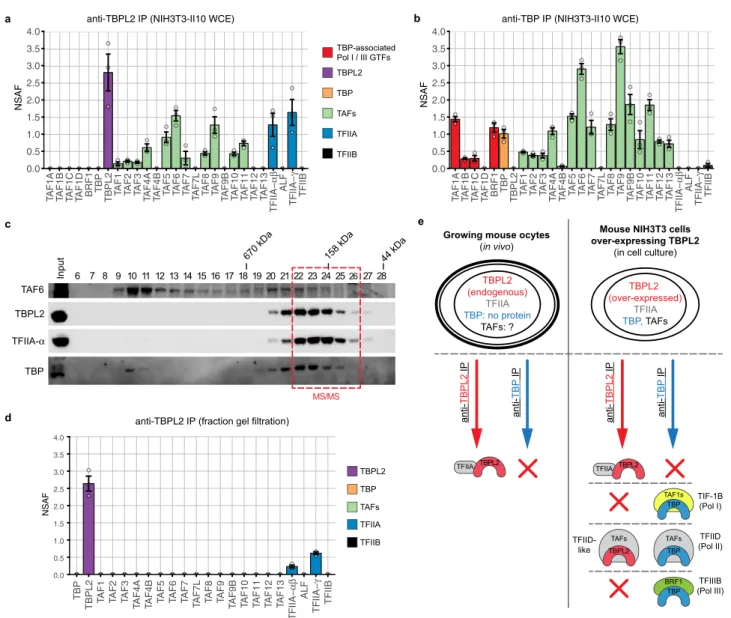 Fig. 2 TBPL2 assembles into a TBPL2/TFIIA and TFIID-like complexes in NIH3T3 cells overexpressing TBPL2