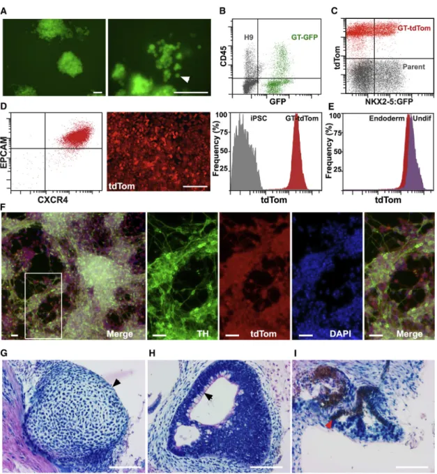 Figure 2. Maintenance of Reporter Expression during Differentiation of GAPTrap hPSCs