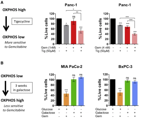 Figure 4. Targeting Mitochondrial Respiratory Complex I with Phenformin Synergizes with Gemcitabine Antitumoral Activity in High OXPHOS Cells