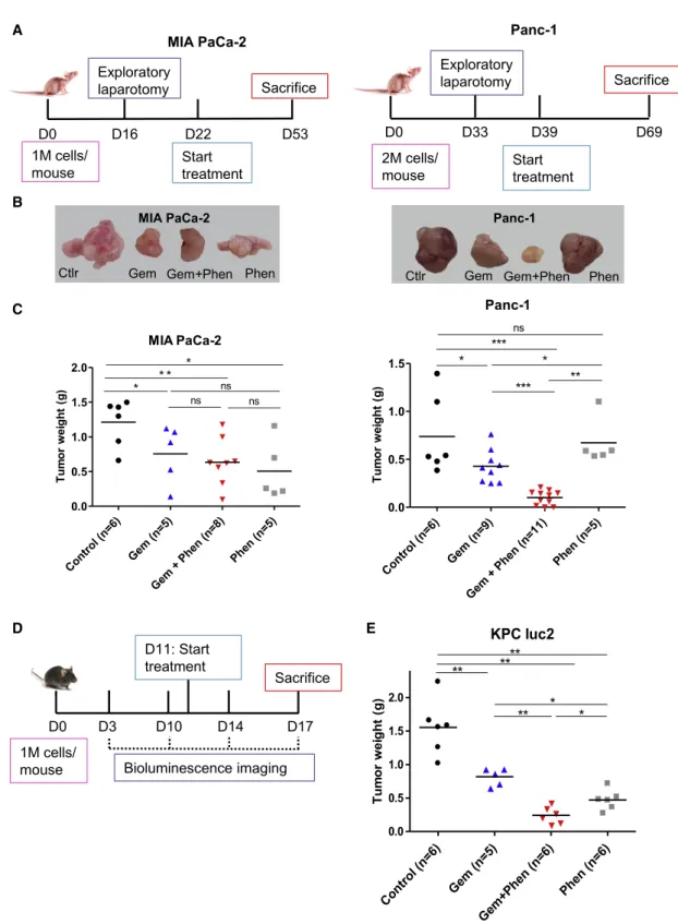 Figure 6. Targeting Mitochondrial Respiratory Complex I with Phenformin Enhances Gemcitabine Antitumoral Activity in High OXPHOS Tumors in 2 Preclinical Mouse Models