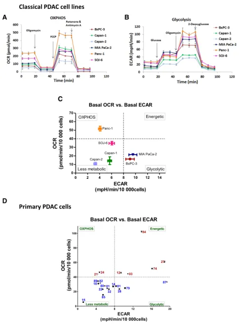 Figure 1. Stratification of PDAC Tumors Ac- Ac-cording to Their Energetic Metabolism (A) Oxygen consumption rate (OCR) was measured in the 6 classical PDAC cell lines under basal  con-ditions and following the injection of oligomycin, carbonyl  cyanide-p-t