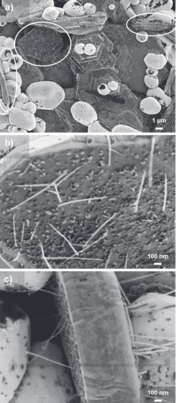 Fig. 7. (a) FEG-SEM micrograph of the vertically aligned CNT growth over basal planes of a-Al 2 O 3 platelets in 5 cat.% Fe-doped Al 2 O 3 sample with 5 vol% liquid phase former content sintered at 1400 ◦ C for 2 h