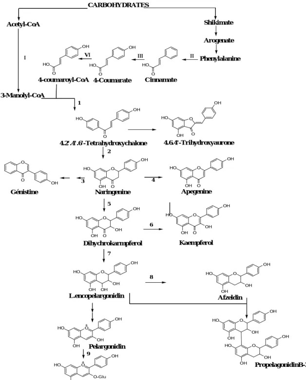 Figure -7- : Biosynthèse des différents squelettes flavoniques 