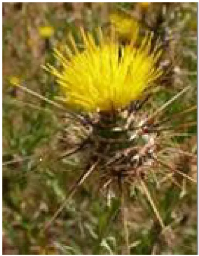 Figure -19- :  photo de Centaurea maroccana 