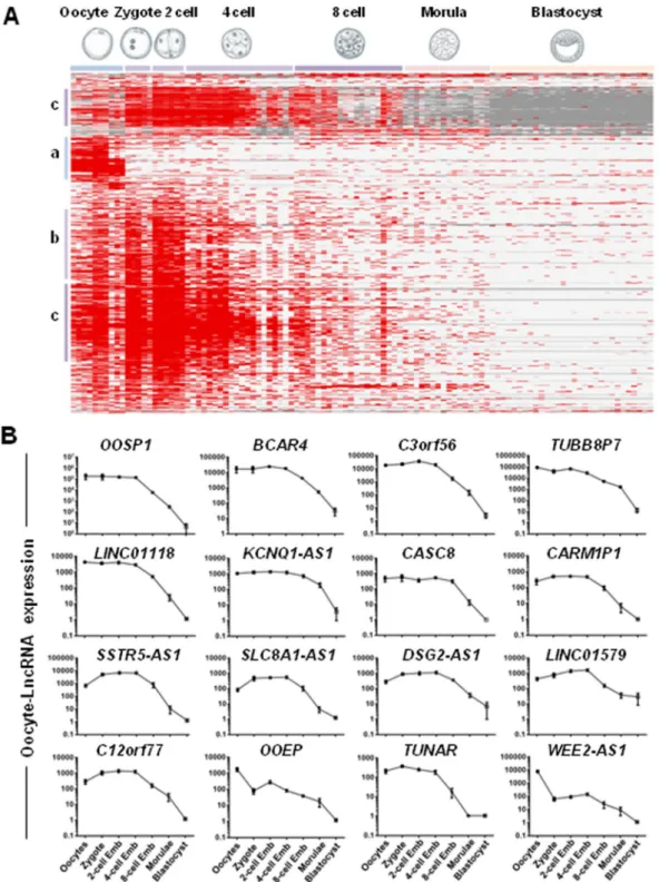 Figure 5.  Dynamic changes in MII oocyte-lncRNAs expression during human early embryo development