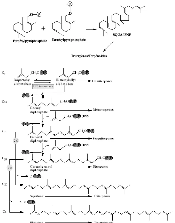 Figure 11. Biosynthèse des isoprénoïdes à partir du diphosphate d'isopentényle (IPP)  [37]