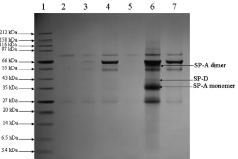 Fig. 3. BALF supernatant proteins bound to DWNT in the presence of EDTA or CaCl 2 . Fifty ml of undiluted BALF supernatant previously dialysed in 10 mM HEPES, 140 mM NaCl, 0.15 mM CaCl 2 was passed through a Sepharose column linked to a Sepharose–DWNT colu