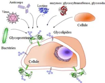 Figure 10 : les glycanes, médiateurs de la communication cellulaire 2