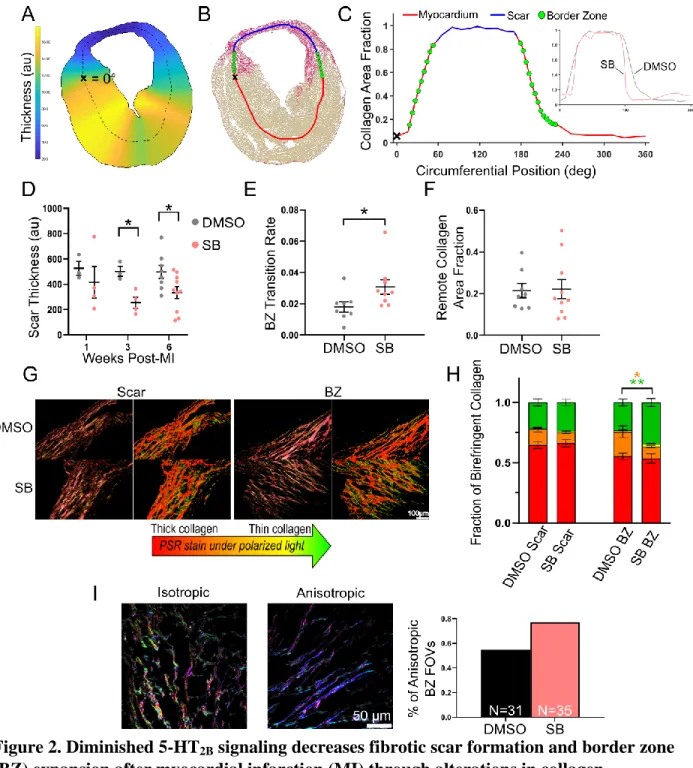 Figure 2. Diminished 5-HT 2B  signaling decreases fibrotic scar formation and border zone 2 