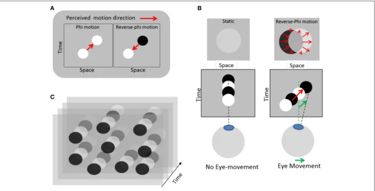 FIGURE 1 | Illustration of the eye-induced illusory motion used in the experiment. (A) Left: standard apparent motion elicited by changing a target position between successive frames (red arrow)