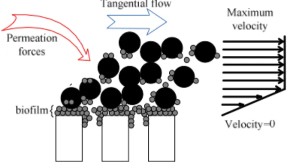 Figure 1: Different fouling mechanisms  Figure 2: Shear forces effect on cake’s  destruction during tangential filtration  