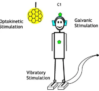 Fig. 1. Sensory equipment used during the experiments. Subjects stood on a Force platform (FeeTest  of Technoconcept®), movements of the head and the trunk were recorded using two inertial sensors  (Xsens®) placed on the head (C1) and the trunk (C2) of the