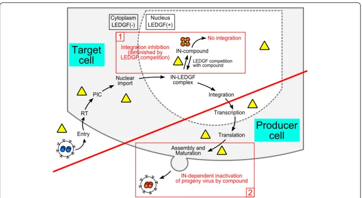 Figure 8 Model accounting for the discrepancy between the dual ARV activities of INLAIs at integration and post-integration