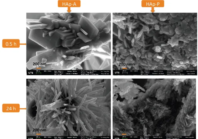 Figure  1:  SEM  pictures  showing  the  morphology  of  coral  after  0.5  and  24  hrs  conversion  under  acidic and basic condition 