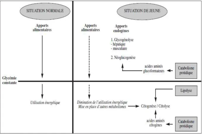 Figure 06 : Schéma récapitulatif montrant l’adaptation métabolique à une situation de jeûne    simple permettant le maintien de la glycémie [62] 