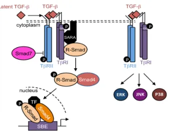 Figure 2. TGF‐β signaling pathways. Schematic representation of the  canonical  and non‐canonical  TGF‐β  signaling  pathways.  R‐Smad:  receptor‐regulated  Smad;  SBE:  Smad‐binding  element;  TF: 