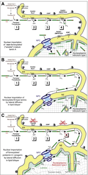 Fig. 1. Post-translational processing of A- and B-type prelamins. (A) Processing of prelamin A in four steps and nuclar import of lamin A