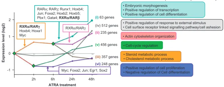 Fig. 4. Dynamic regulatory map of ATRA-induced transcriptome. DREM co-expression analysis; color-coded paths summarize common characteristics