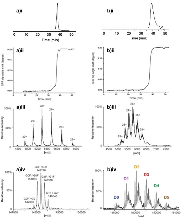 Fig. 7 The SEC-SPR-MS analysis of (a) trastuzumab and (b) T-DM1 sample. A single run provides (i) UV chromatogram, (ii) SPR  sensorgram, (iii) the raw, and (iv) deconvoluted mass spectrum 