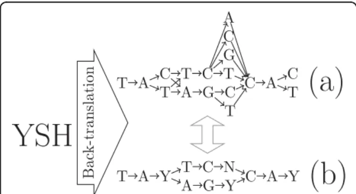 Figure 1 Back-translation graph examples. A fully represented (a) and condensed (b) back-translation graph for the amino acid sequence YSH.