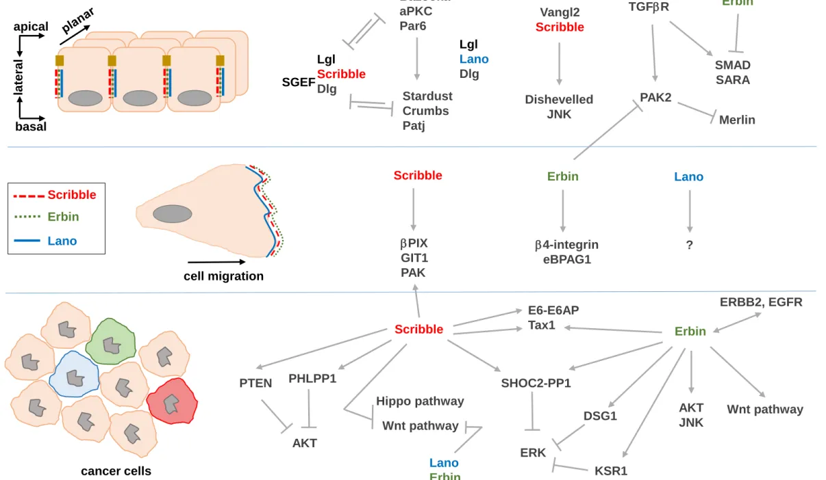 Figure 4: Santoni et al. 