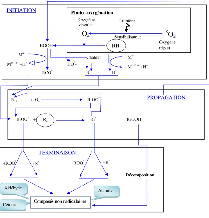 Figure 2. Mécanisme général des réactions d’oxydation des lipides (Alais et al., 2003).