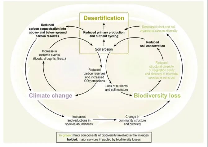 Figure 03: Les relations et les boucles de rétroaction entre la désertification, le changement climatique et la perte de la biodiversité (Millennium Ecosystem Assessment, 2005)