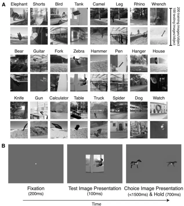 Figure 1. A, Two example images for each of the 24 basic-level objects, sampled from the test set (each row corresponds to a group of 8 objects)