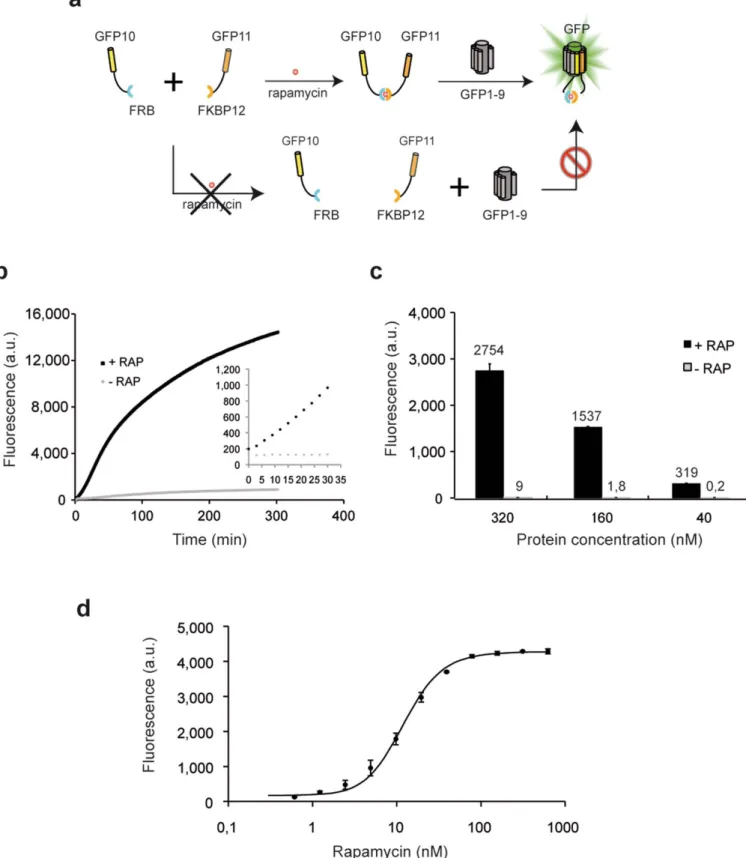 Figure 5 | Application of the tripartite split-GFP to study the ramapycin inducible FRB/FKBP interaction