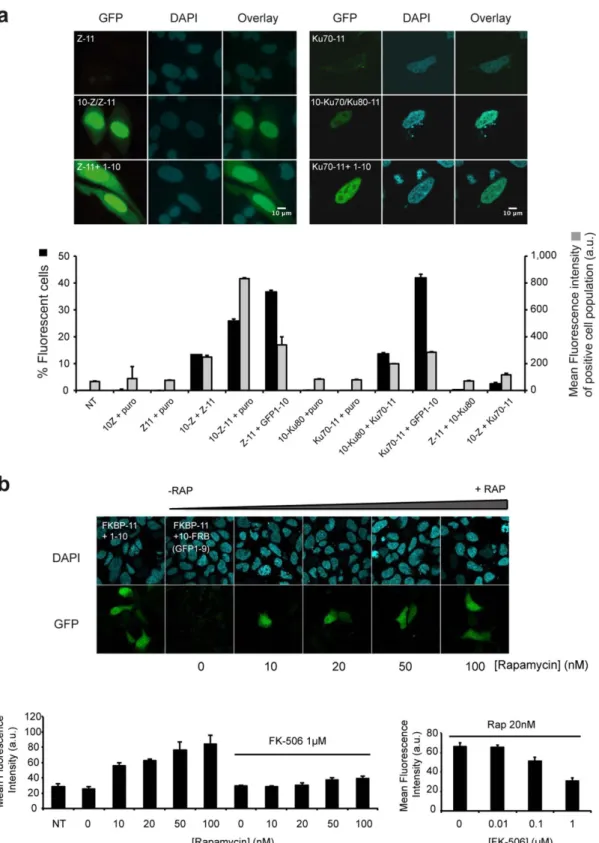 Figure 7 | Visualization of complex formation in mammalian cells. (a) Leucine zipper and Ku70/80 heterodimerization