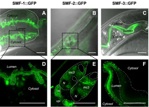 Figure 8. SMF-3::GFP is down-regulated upon Mn exposure. SMF-3::GFP signal is strongly detected at the apical plasma membrane prior Mn treatment (A)
