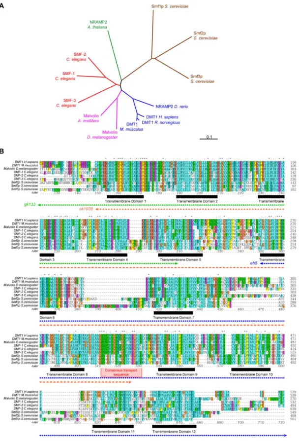 Figure 1. The C. elegans genome encodes 3 SMF transporters orthologous to the plant, fungi and animal DMT protein family