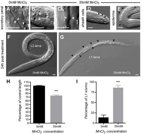 Figure 3. Mn exposure leads to severe osmoregulation defects and developmental delay. (A) Excretory canal in a control wild type L1 larva (solid white arrow heads)