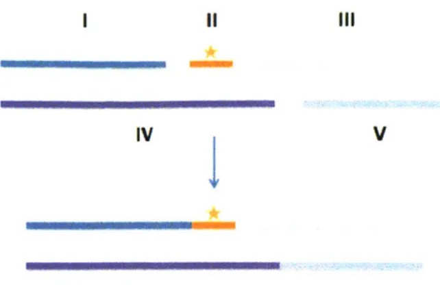 Figure  1.4.  Strategy  for  synthesizing  a  site-specifically  platinated  DNA  probe.