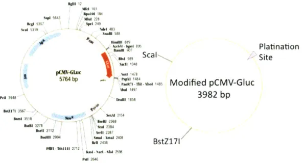 Figure  2.1.  Left.  Restriction  map  of  pCMV-GLuc  Vector  from  BioLabs  Inc.