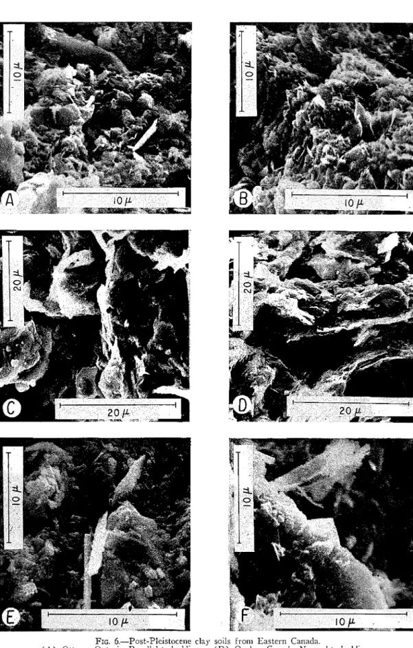 FIG.  6.-Post-Pleistoce~le  clay  soils  fro111 Eastern  Canada. 