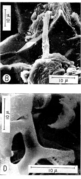 FIG.  7.-Siliceous  rocks. 
