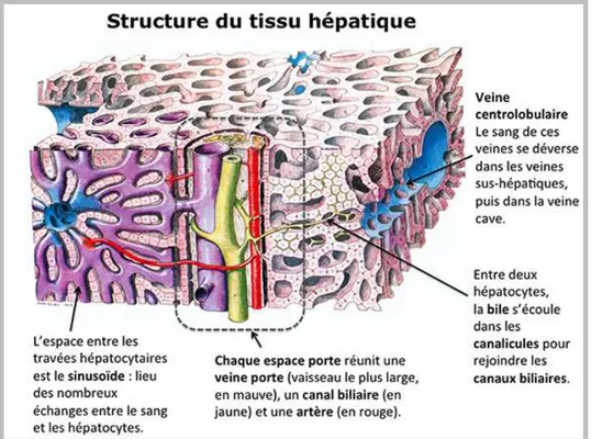 Figure 4: Structure des lobules hépatiques et circulation lobulaire  (Thibodeau et Patton ,2012)