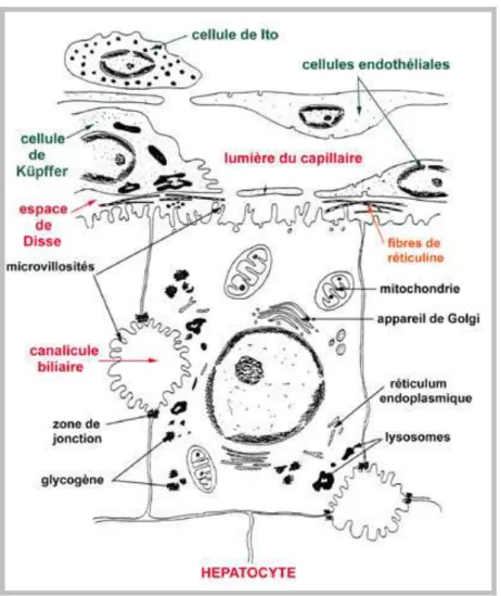 Figure 5 : Les cellules hépatiques (Vacheret, 1999). 