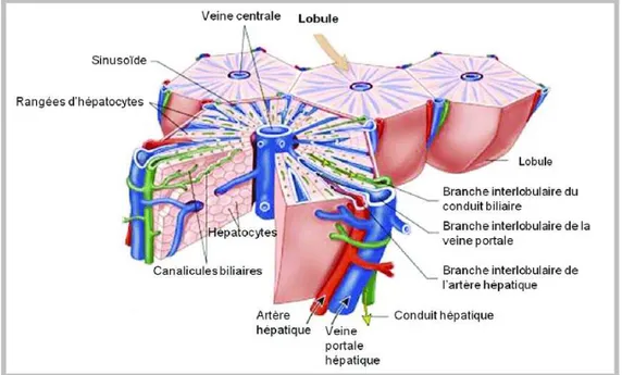 Figure 7 : Structure du lobule hepatique (Patton et Thibodeau, 2014). 